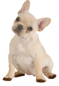 doggie
